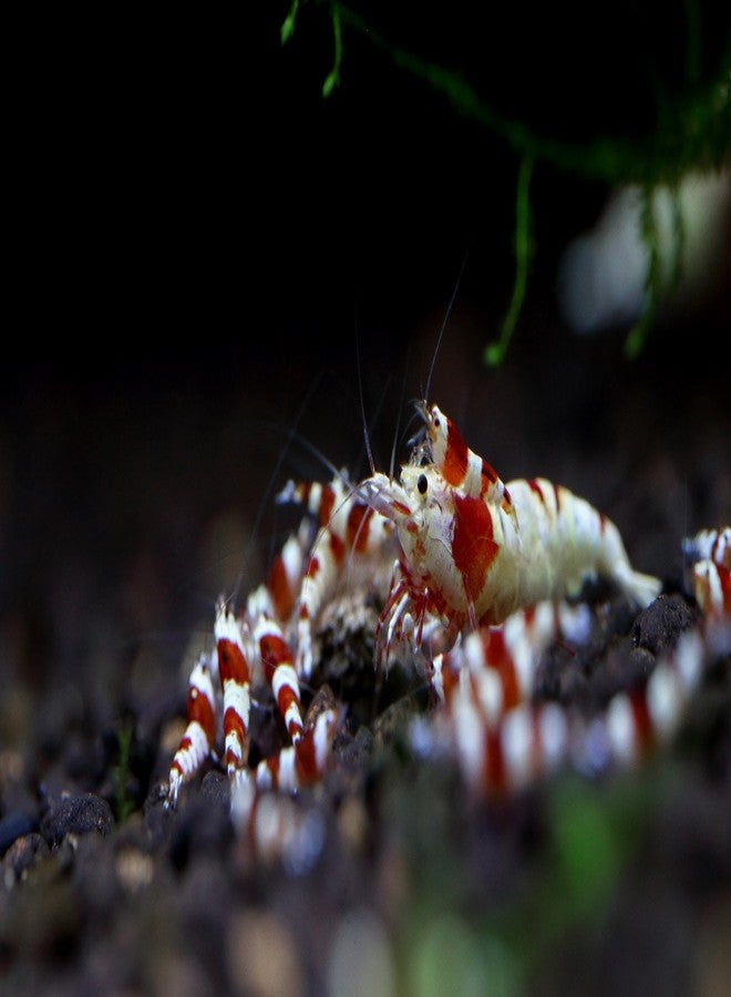 Shirakura EBI DAMA 80g Food for Shrimp and Crayfish - Image 3